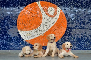 pet3 (1)